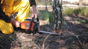 La Mesilla, NM Tree Services Company