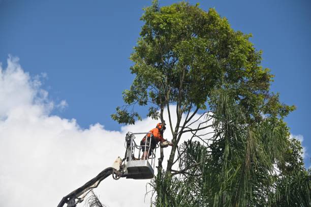 Best Hazardous Tree Removal  in La Mesilla, NM