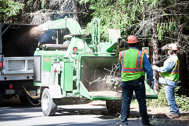 Best Utility Line Clearance  in La Mesilla, NM